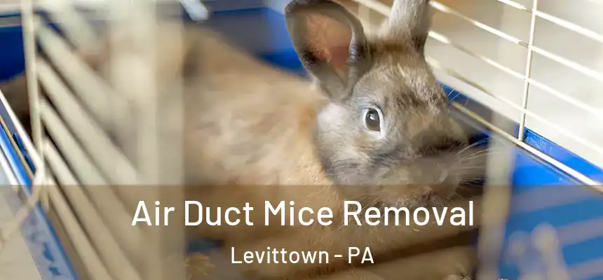 Air Duct Mice Removal Levittown - PA